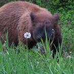 A Little Red-Haired Bear
 / Рыжая черная медведица